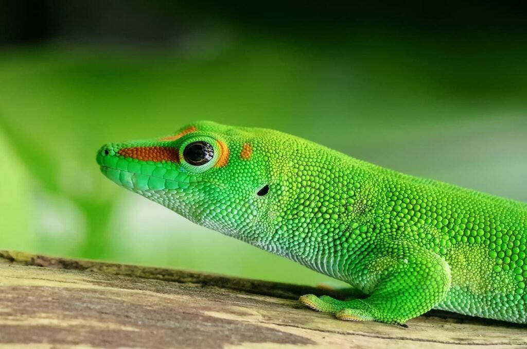 jaszczurka Madagaskar