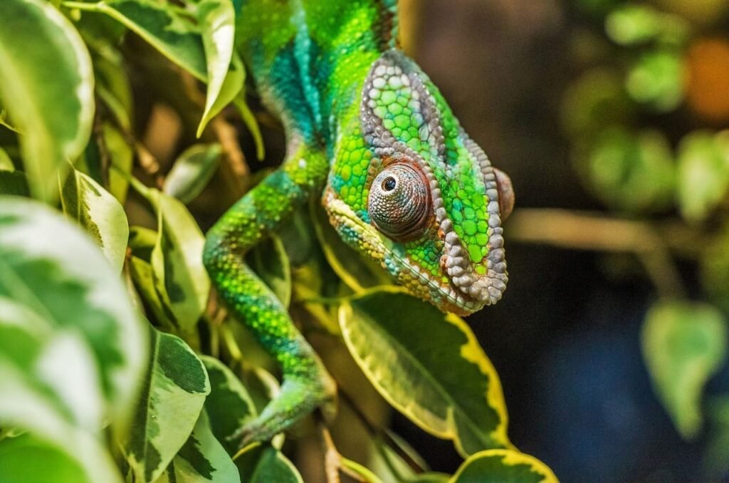 kameleon Madagaskar