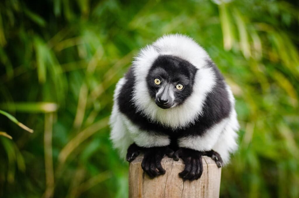 lemur Madagaskar