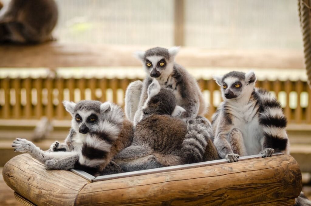 lemury Madagaskar