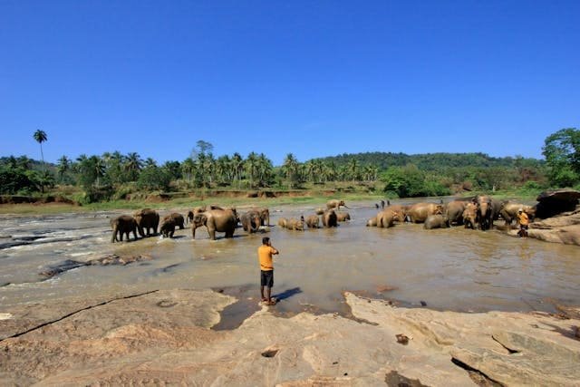 Pinnawala
