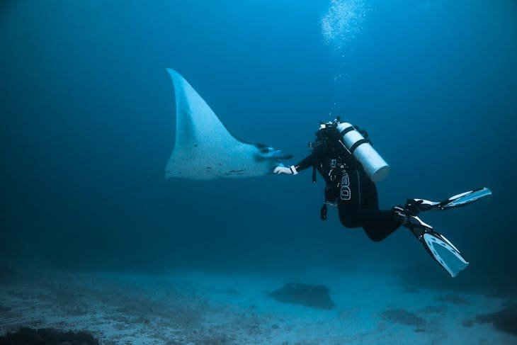 Manta, Safaga