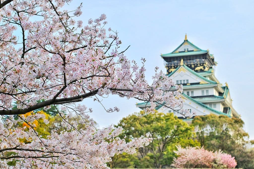 Japonia kwiat wiśni sakura